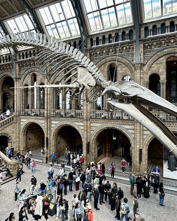 Hope the Blue Whale — Natural History Museum