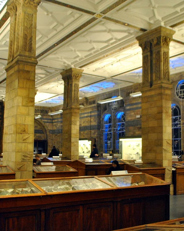 Dippy the Dinosaur — Natural History Museum