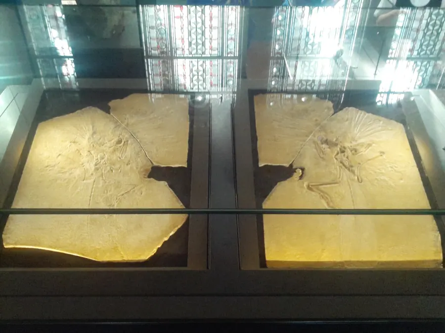 Archaeopteryx Fossil — Natural History Museum