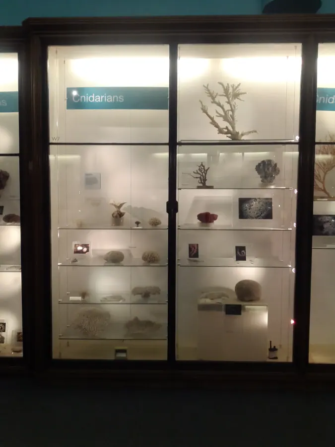 Coral Reef Gallery — Natural History Museum