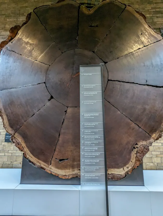 Giant Sequoia Section — Natural History Museum