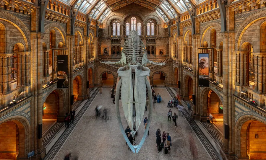 Hope the Blue Whale — Natural History Museum