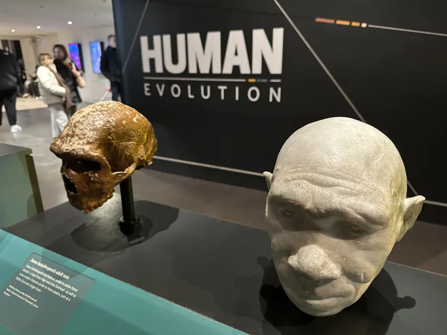 Human Evolution Gallery — Natural History Museum