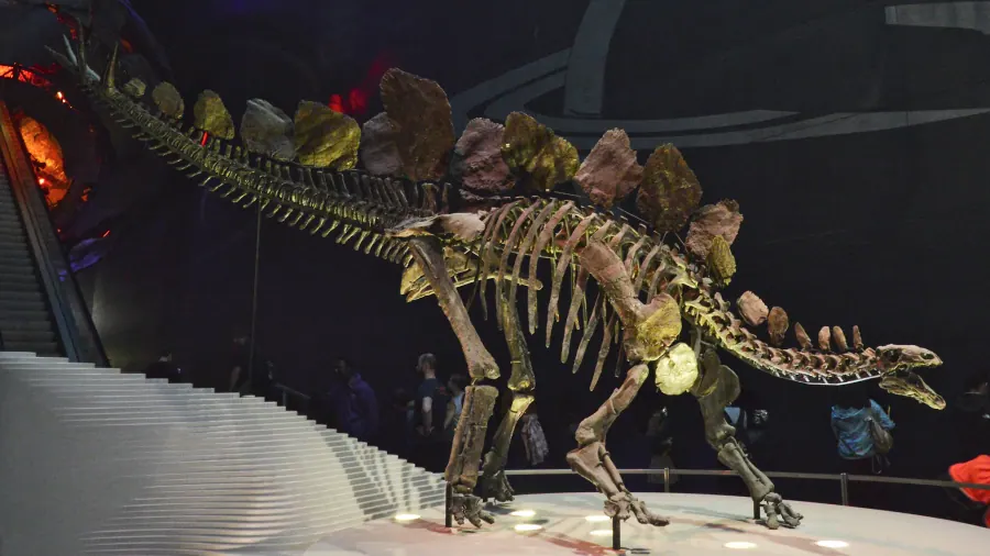 Sophie the Stegosaurus — Natural History Museum